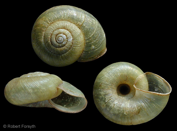 Photo of Ancotrema sportella by <a href="http://www.mollus.ca/">Robert  Forsyth</a>